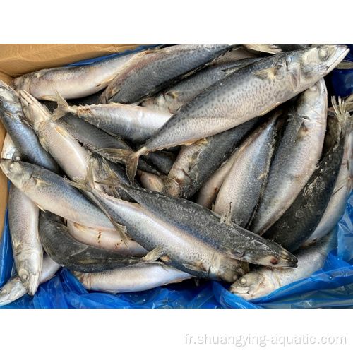 Exporter à petite taille Pacific Mackerel IQF / BQF 200-300G